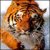 Аватар пользователя tigra